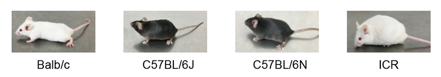 ABUIABAEGAAggrzLnAYo98H8-QYw-gc4swE.png